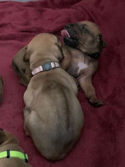 Rhodesian Ridgeback-Beitrag-Bild