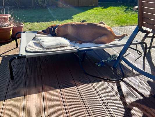 Rhodesian Ridgeback-Beitrag-Bild