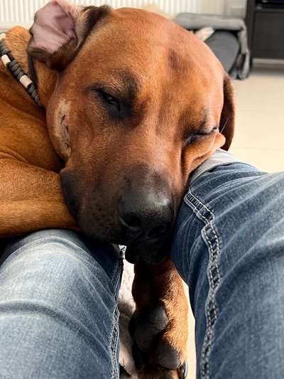 Rhodesian Ridgeback-Beitrag-Bild