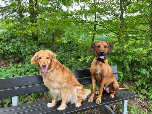 Rhodesian Ridgeback-Beitrag-Bild