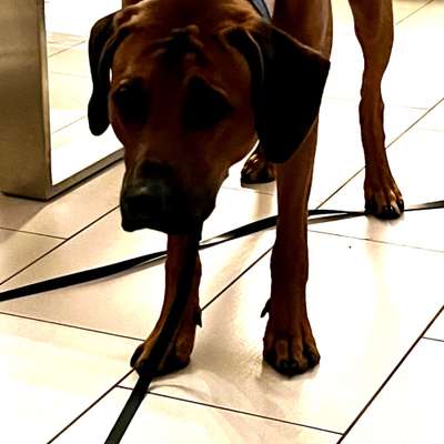 Rhodesian Ridgeback-Beitrag-Bild