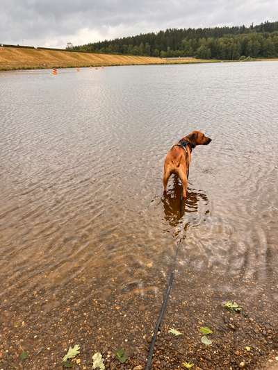 Rhodesian Ridgeback-Beitrag-Bild