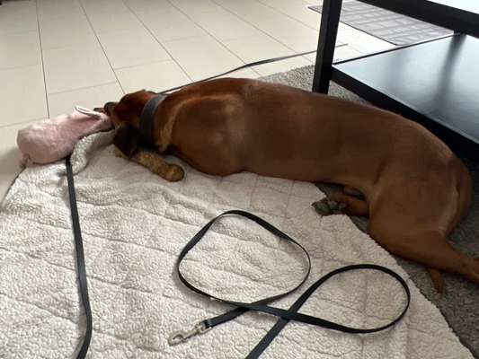 Rhodesian Ridgeback-Beitrag-Bild