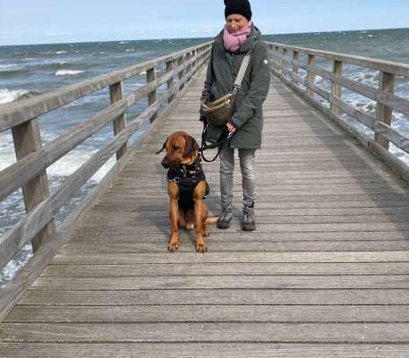 Rhodesian Ridgeback-Beitrag-Bild