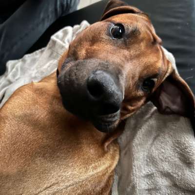 Rhodesian Ridgeback-Beitrag-Bild