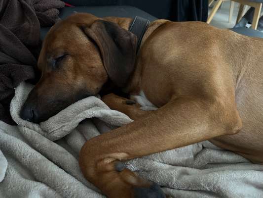 Rhodesian Ridgeback-Beitrag-Bild