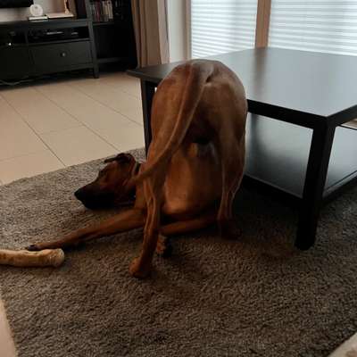 Rhodesian Ridgeback-Beitrag-Bild