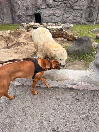 Rhodesian Ridgeback-Beitrag-Bild