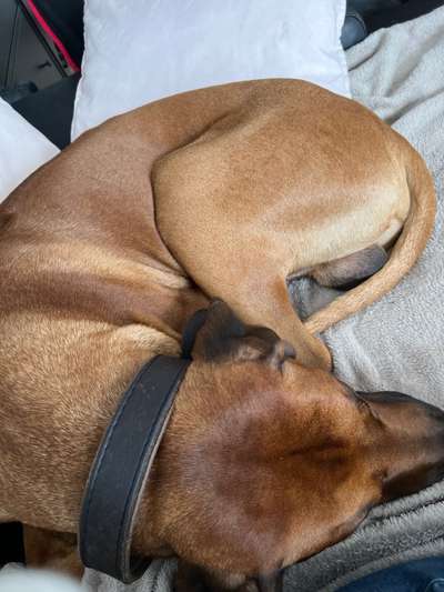 Rhodesian Ridgeback-Beitrag-Bild