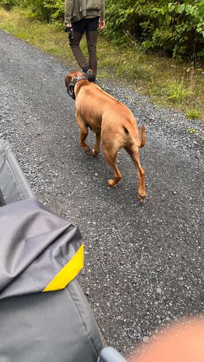 Rhodesian Ridgeback-Beitrag-Bild