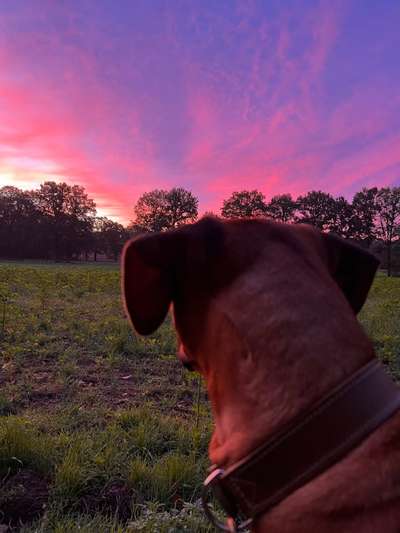 Rhodesian Ridgeback-Beitrag-Bild