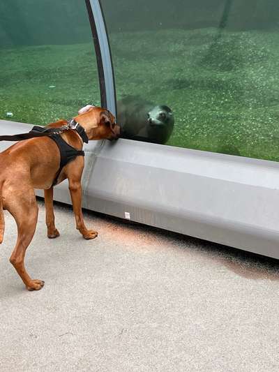 Rhodesian Ridgeback-Beitrag-Bild