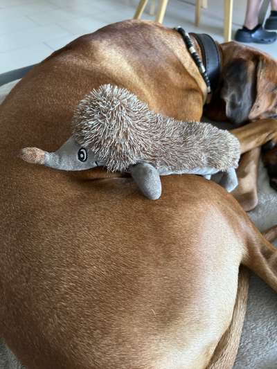 Rhodesian Ridgeback-Beitrag-Bild