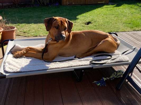 Rhodesian Ridgeback-Beitrag-Bild