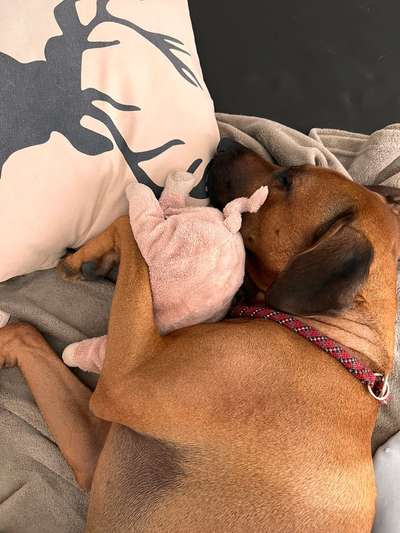 Rhodesian Ridgeback-Beitrag-Bild