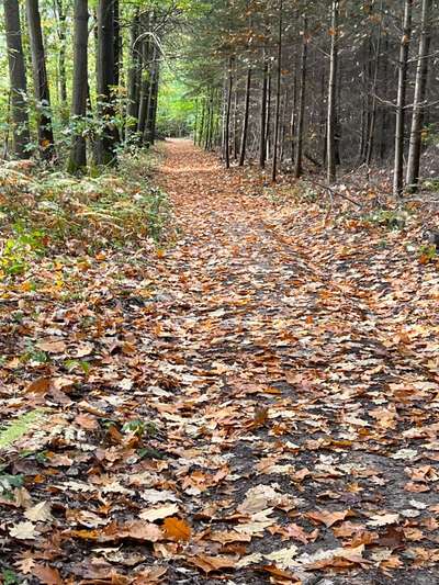 Rhodesian Ridgeback-Beitrag-Bild
