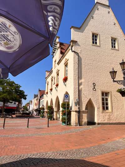 Rhodesian Ridgeback-Beitrag-Bild