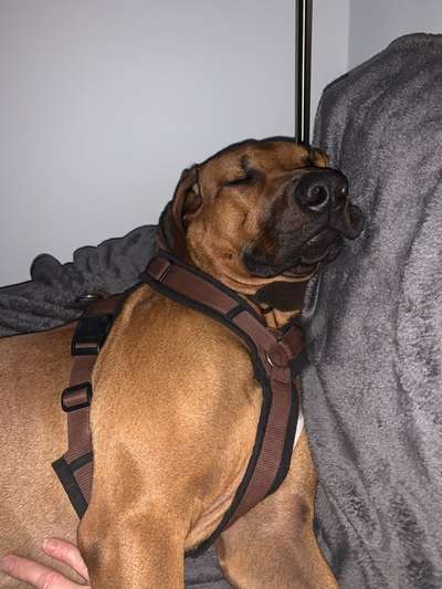 Rhodesian Ridgeback-Beitrag-Bild