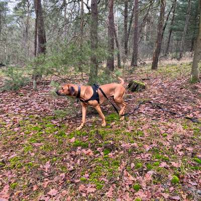 Rhodesian Ridgeback-Beitrag-Bild