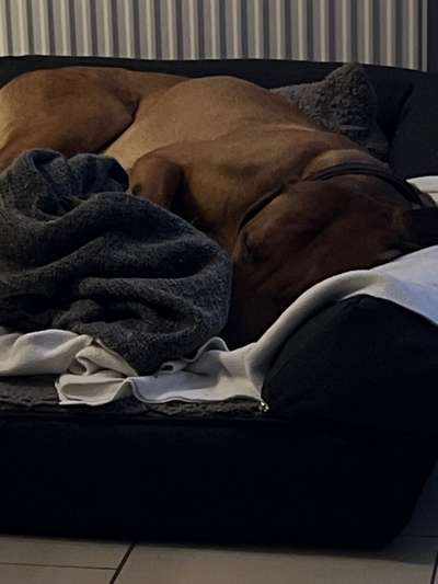 Rhodesian Ridgeback-Beitrag-Bild