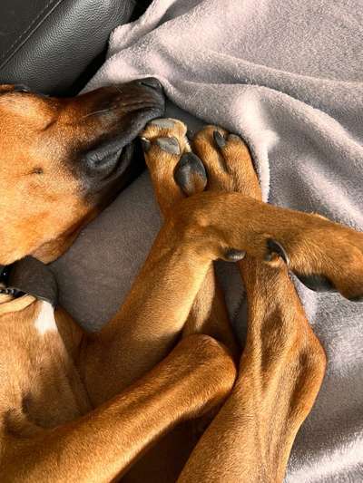 Rhodesian Ridgeback-Beitrag-Bild