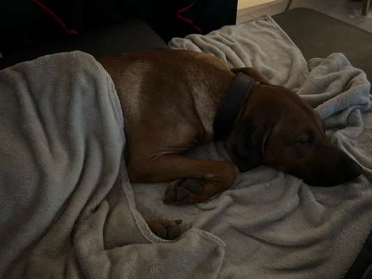 Rhodesian Ridgeback-Beitrag-Bild