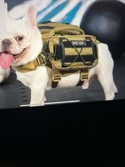 Rhodesian Ridgeback-Beitrag-Bild