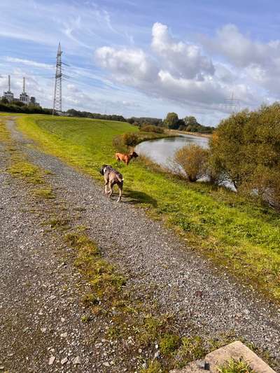 Rhodesian Ridgeback-Beitrag-Bild