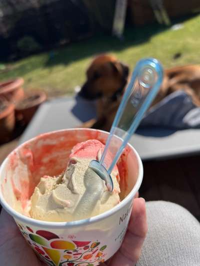 Rhodesian Ridgeback-Beitrag-Bild