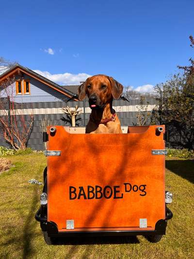 Rhodesian Ridgeback-Beitrag-Bild