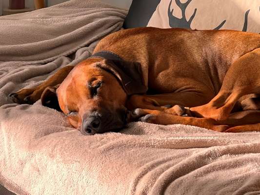 Rhodesian Ridgeback-Beitrag-Bild