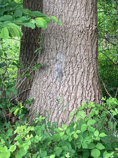 Rhodesian Ridgeback-Beitrag-Bild