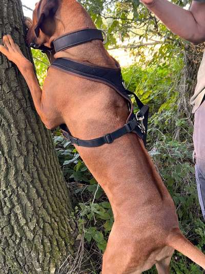 Rhodesian Ridgeback-Beitrag-Bild