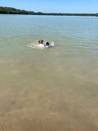 Rhodesian Ridgeback-Beitrag-Bild