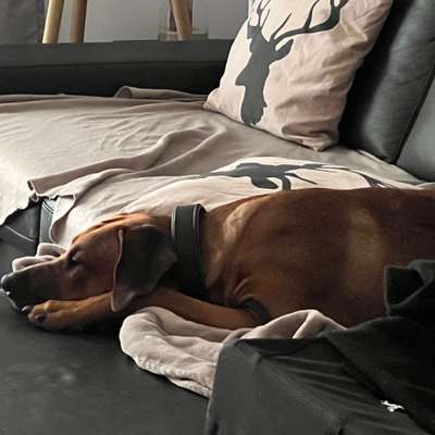 Rhodesian Ridgeback-Beitrag-Bild