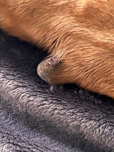 Rhodesian Ridgeback-Beitrag-Bild