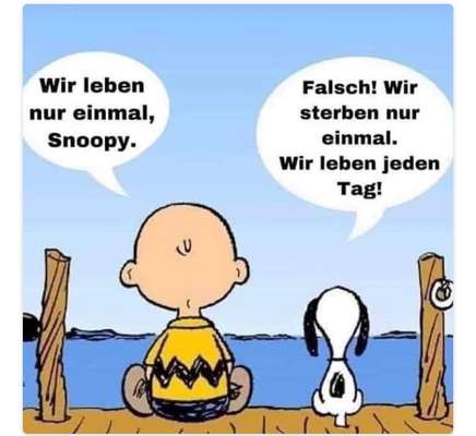 Rhodesian Ridgeback-Beitrag-Bild