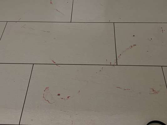 Rhodesian Ridgeback-Beitrag-Bild