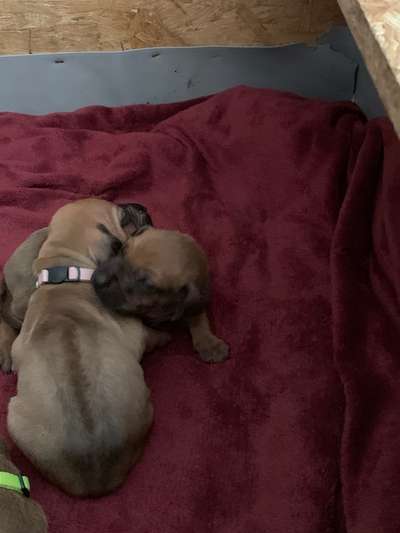 Rhodesian Ridgeback-Beitrag-Bild