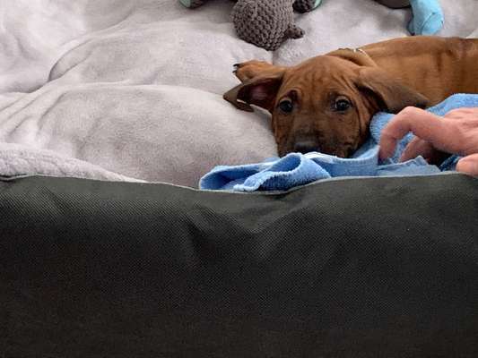 Rhodesian Ridgeback-Beitrag-Bild