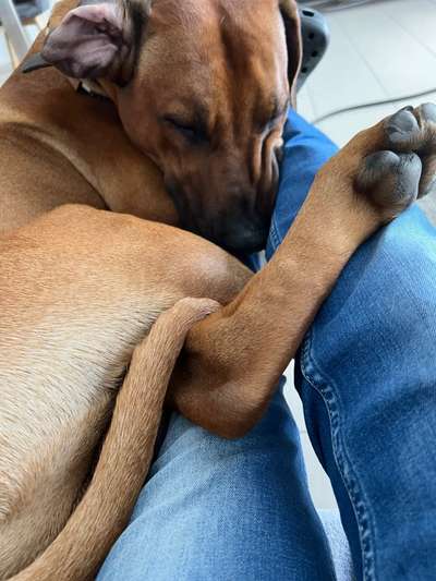 Rhodesian Ridgeback-Beitrag-Bild