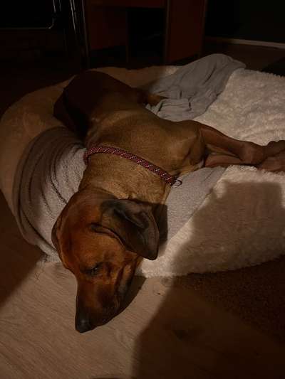 Rhodesian Ridgeback-Beitrag-Bild