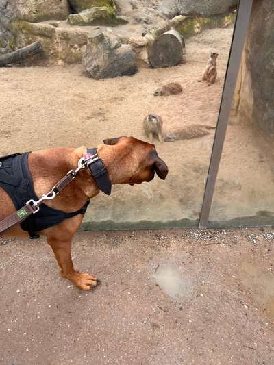 Rhodesian Ridgeback-Beitrag-Bild