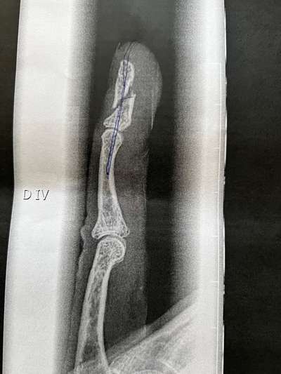 Rhodesian Ridgeback-Beitrag-Bild