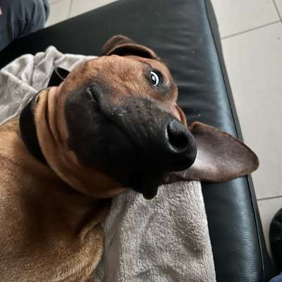 Rhodesian Ridgeback-Beitrag-Bild