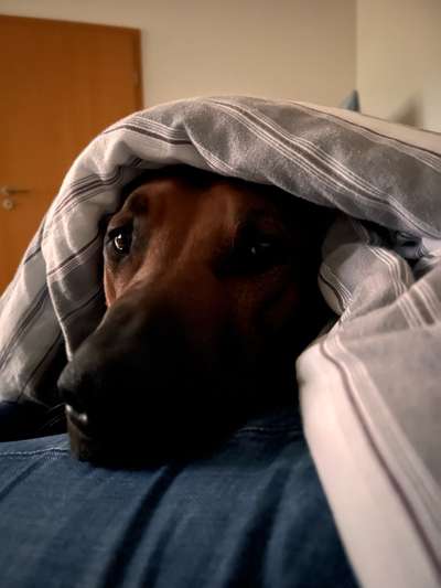 Rhodesian Ridgeback-Beitrag-Bild