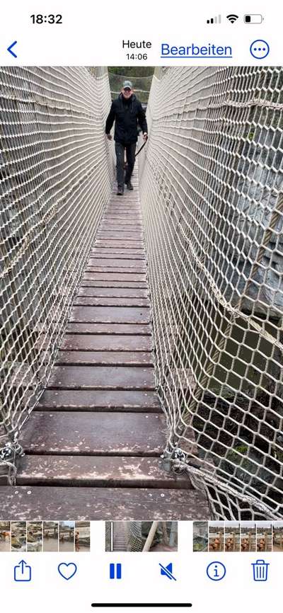 Rhodesian Ridgeback-Beitrag-Bild