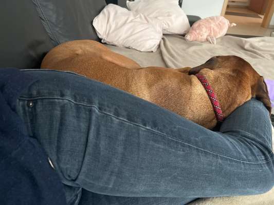 Rhodesian Ridgeback-Beitrag-Bild