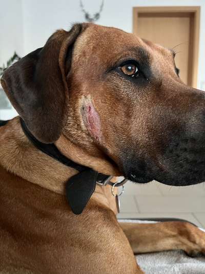 Rhodesian Ridgeback-Beitrag-Bild