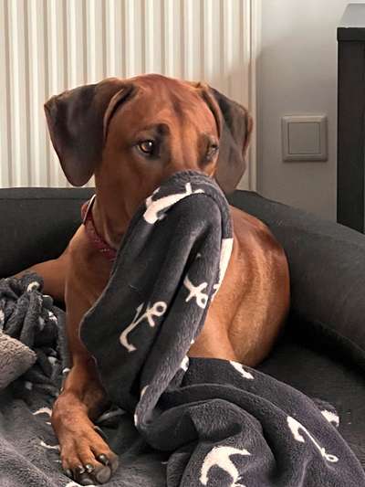 Rhodesian Ridgeback-Beitrag-Bild